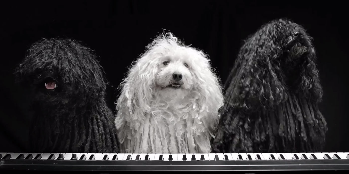 Top 10 Music Videos Featuring Doggies