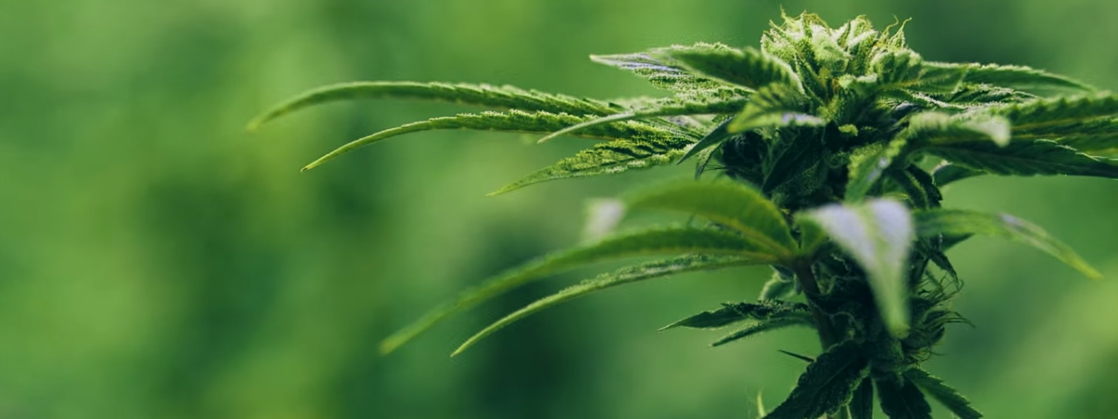 Introducing: Marley Natural Fine Cannabis