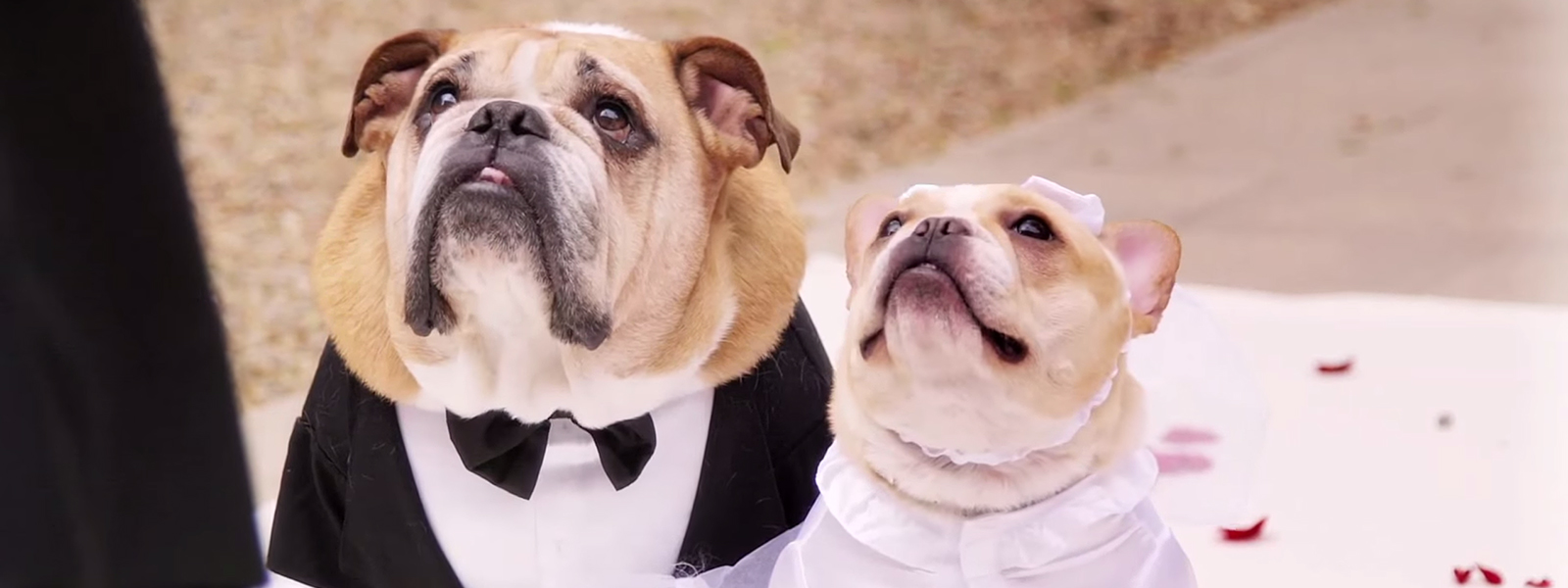John Legend Dog Wedding (for Charity)